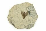 Detailed Fossil March Fly (Plecia) - Wyoming #245635-1